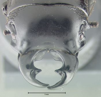 Media type: image;   Entomology 25911 Aspect: head dorsal view